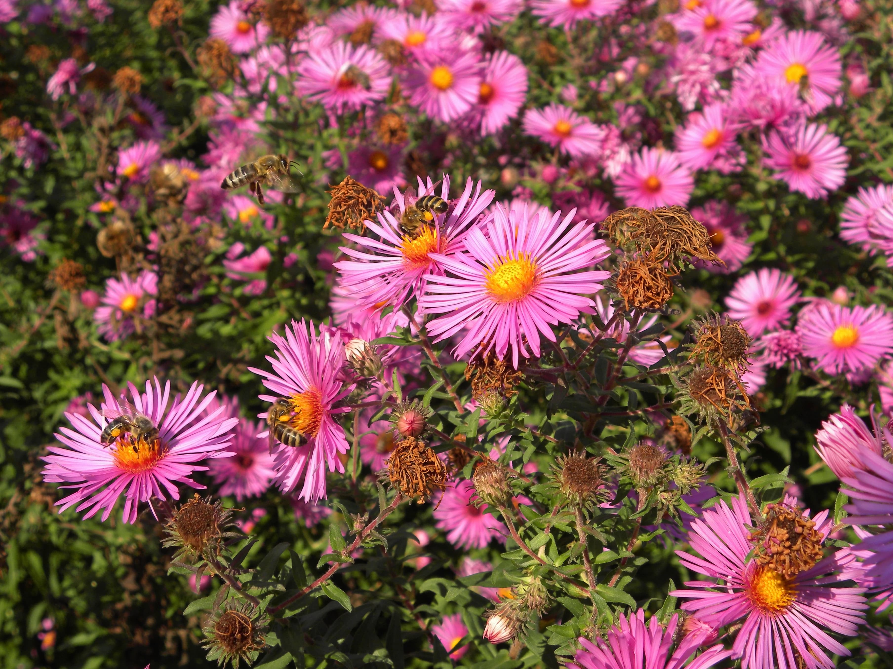 Botanical illustration of New England Aster
