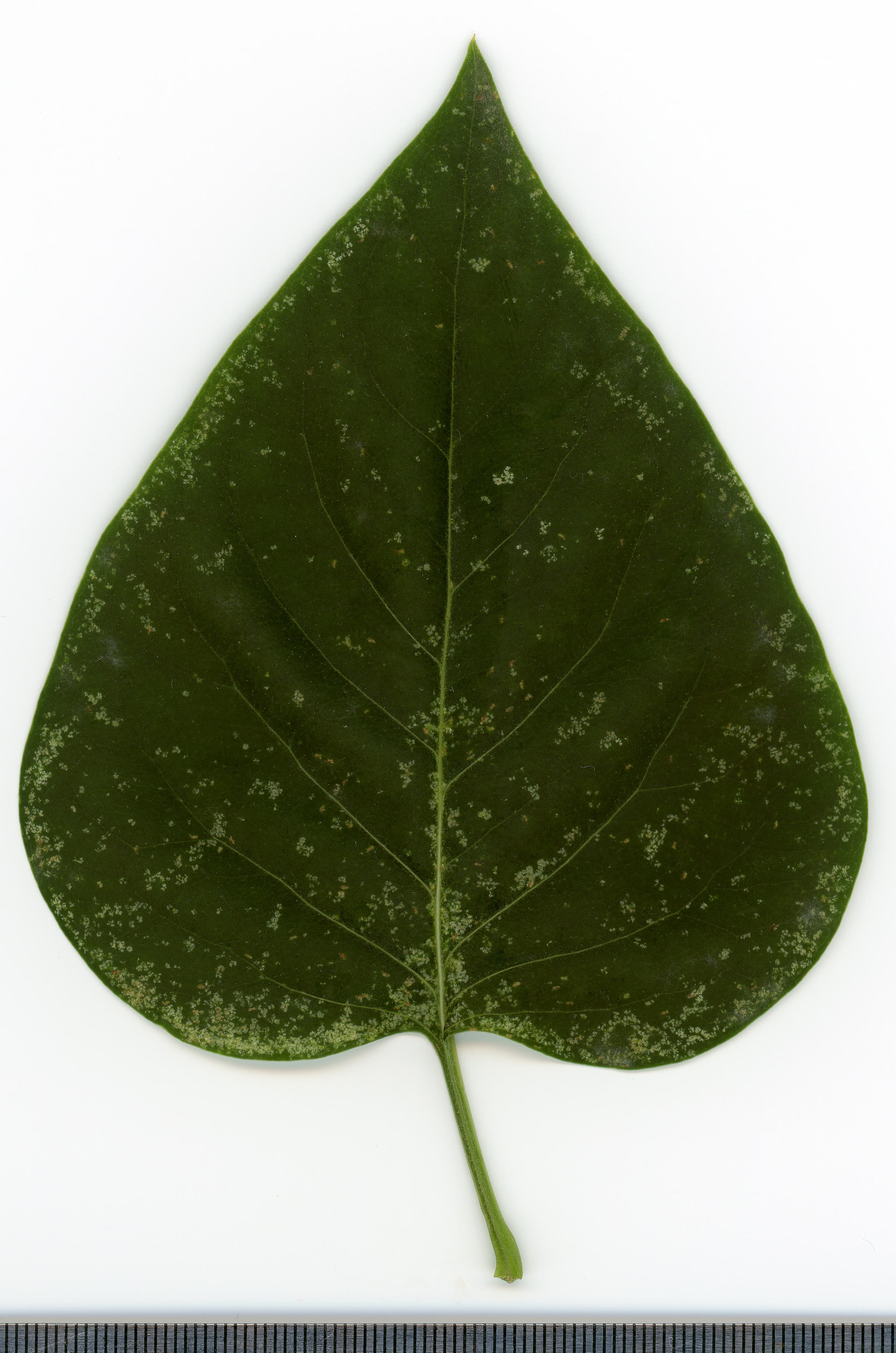 Gallery, Common Lilac