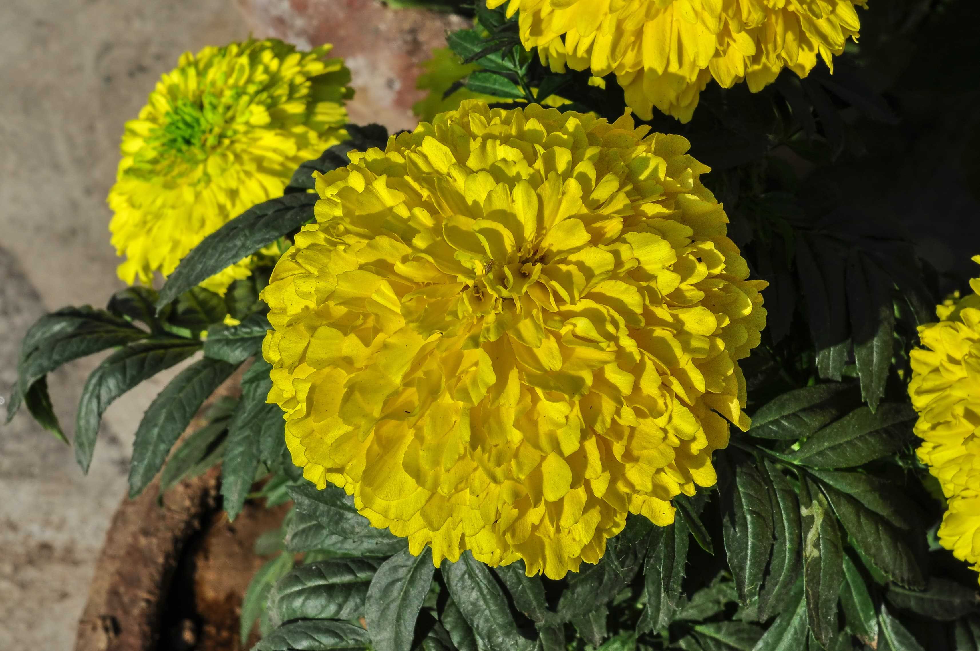Bloom, African Marigold