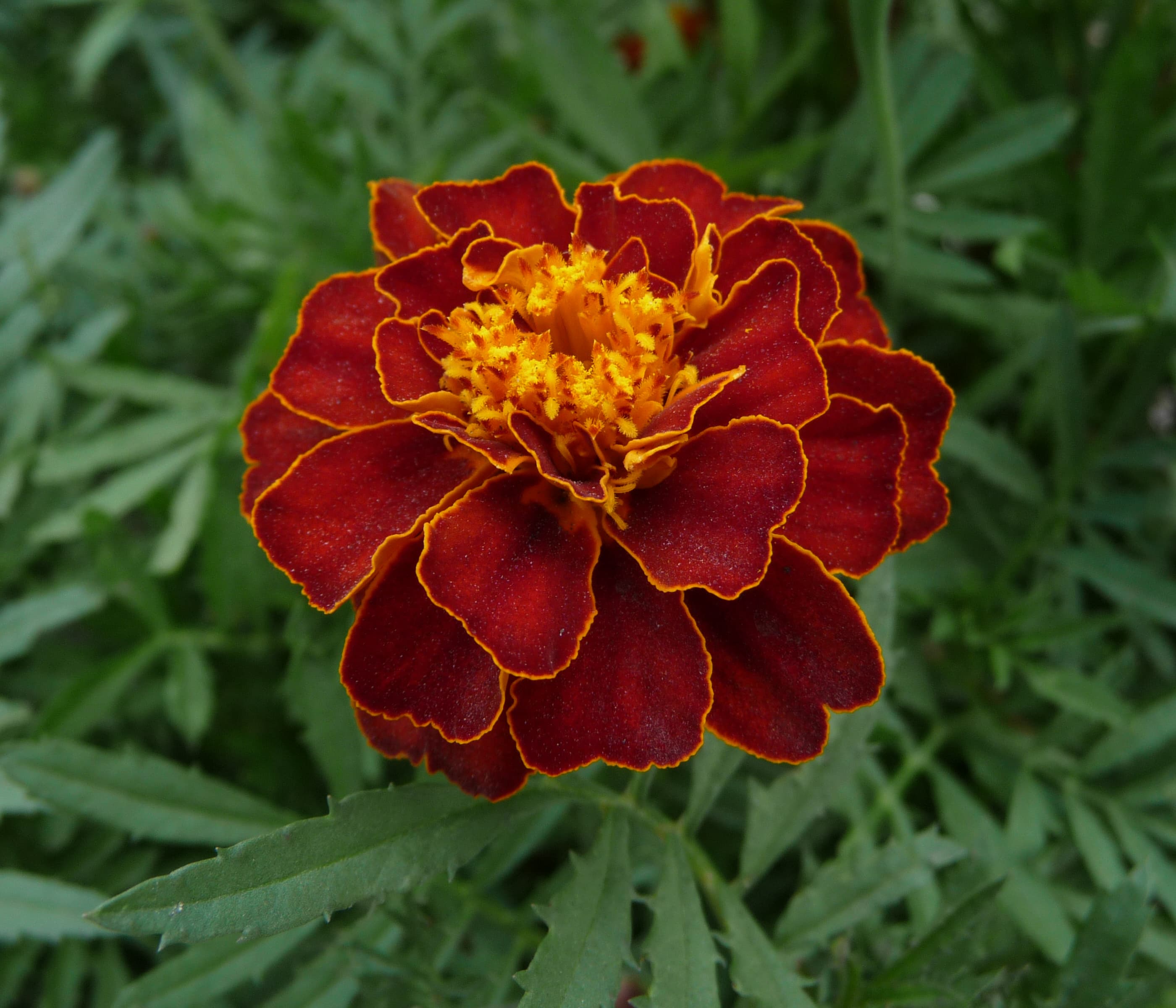 Botanical illustration of French Marigold