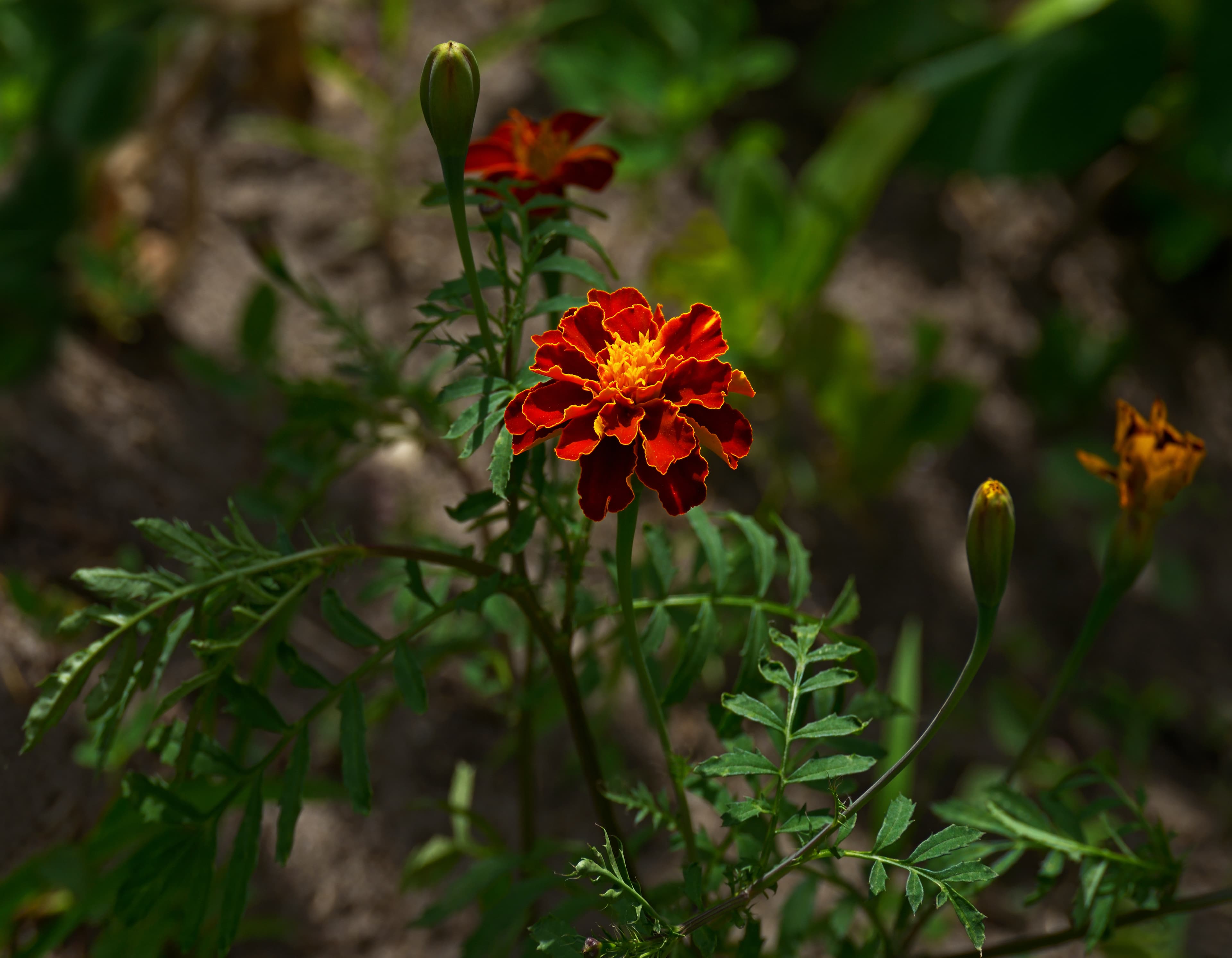 Bloom, French Marigold