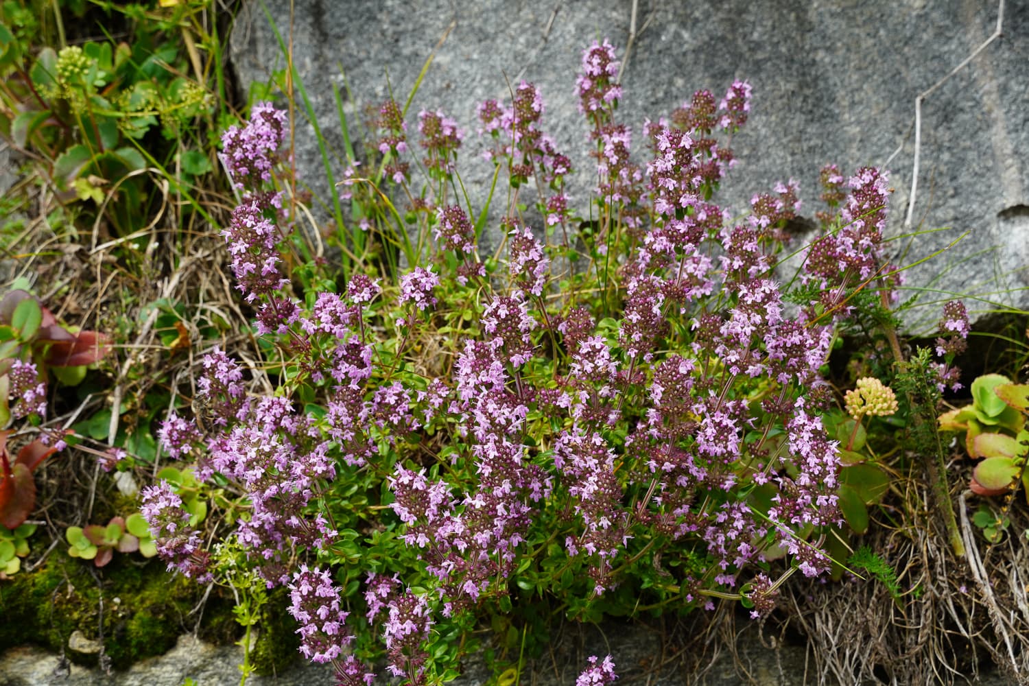 Botanical illustration of Garden Thyme