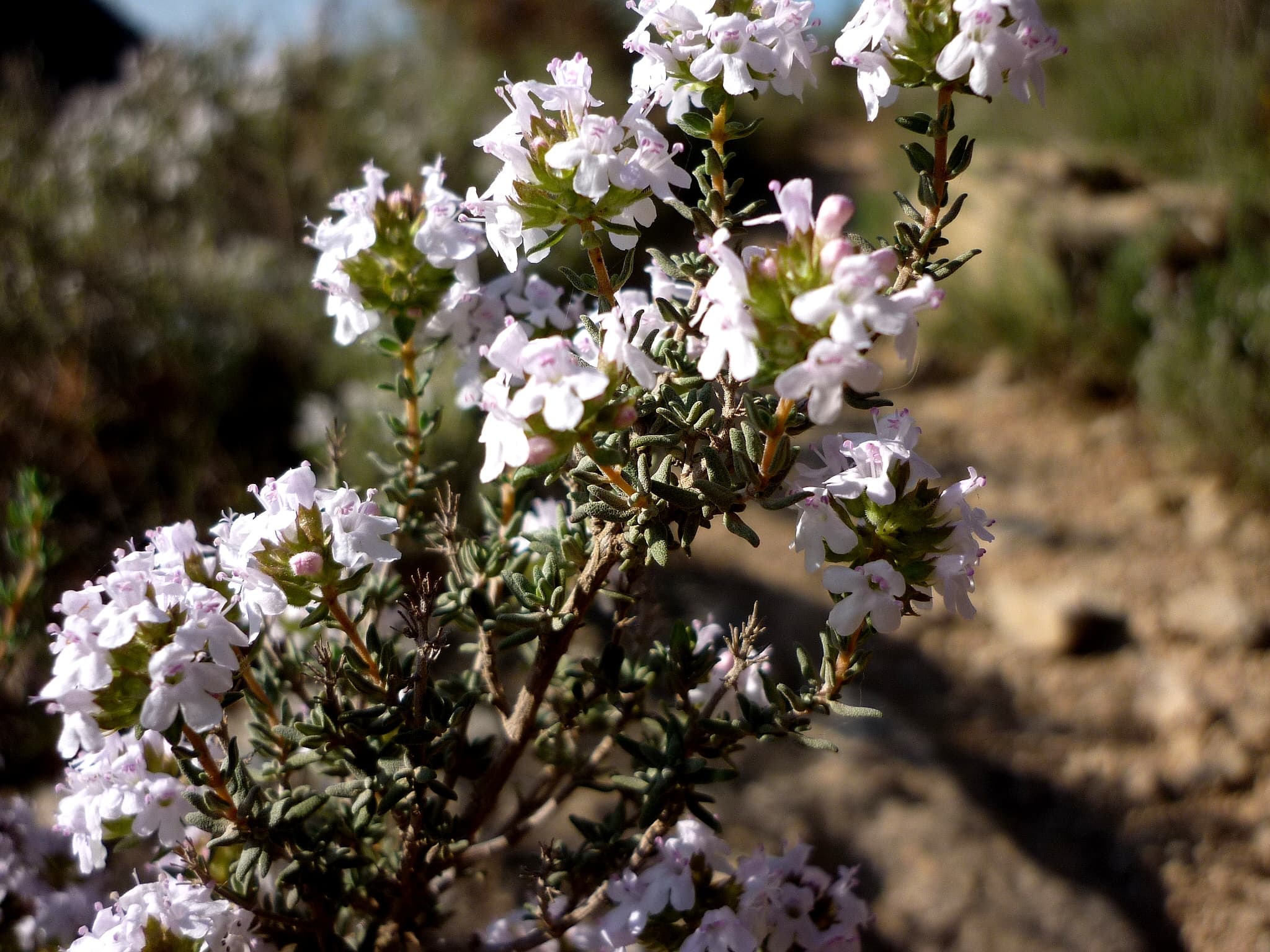Gallery, Garden Thyme