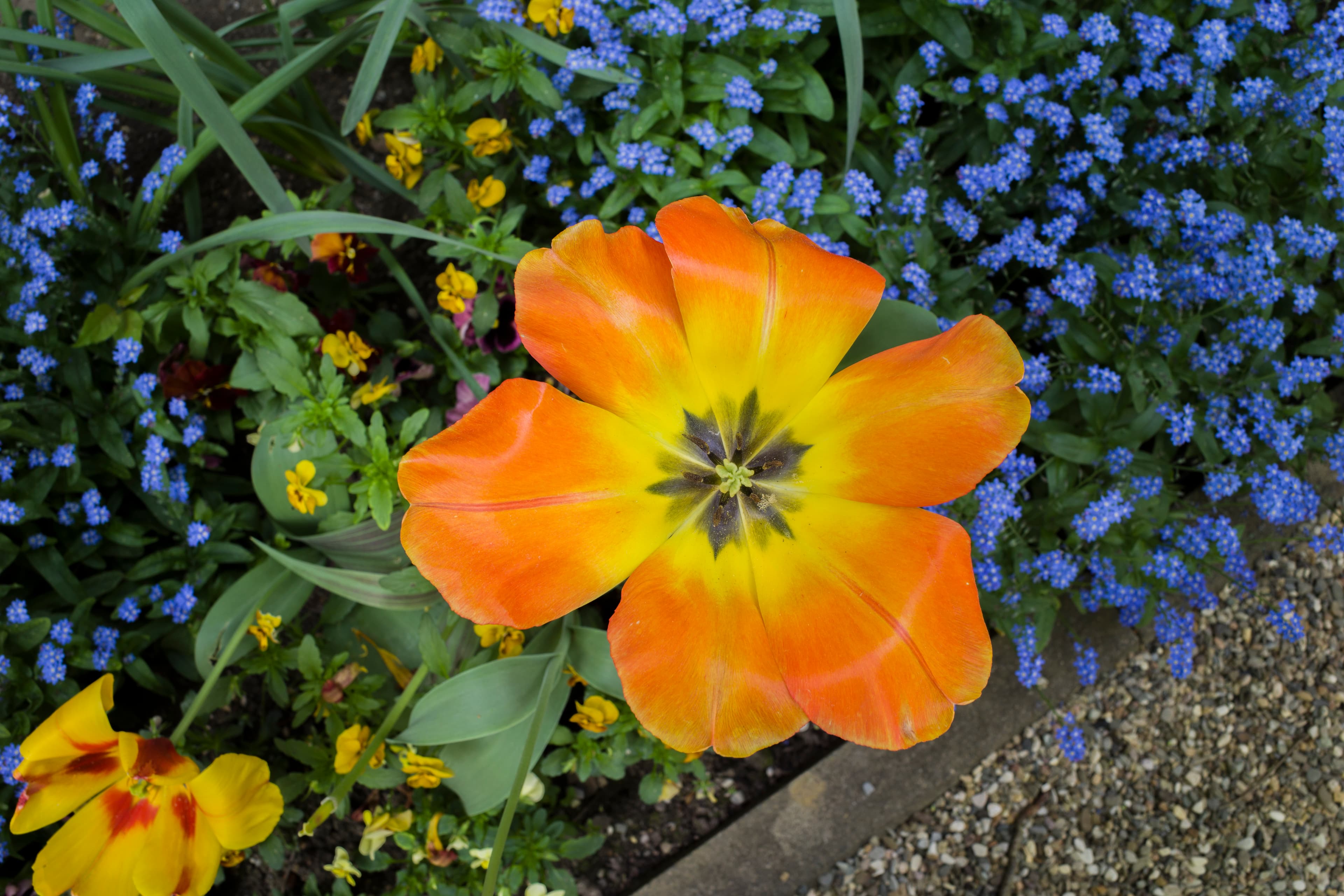 Gallery, Didier's Tulip