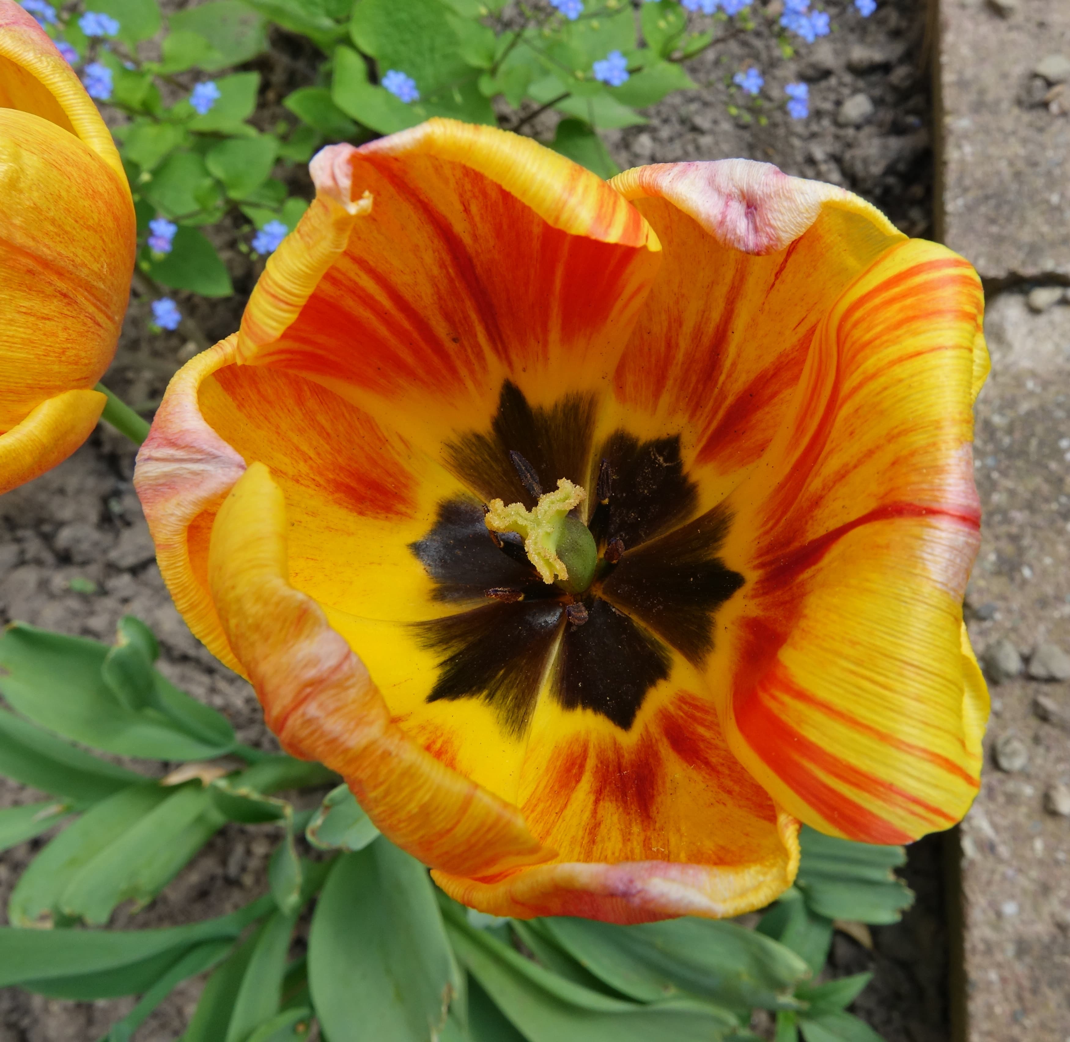 Bloom, Didier's Tulip