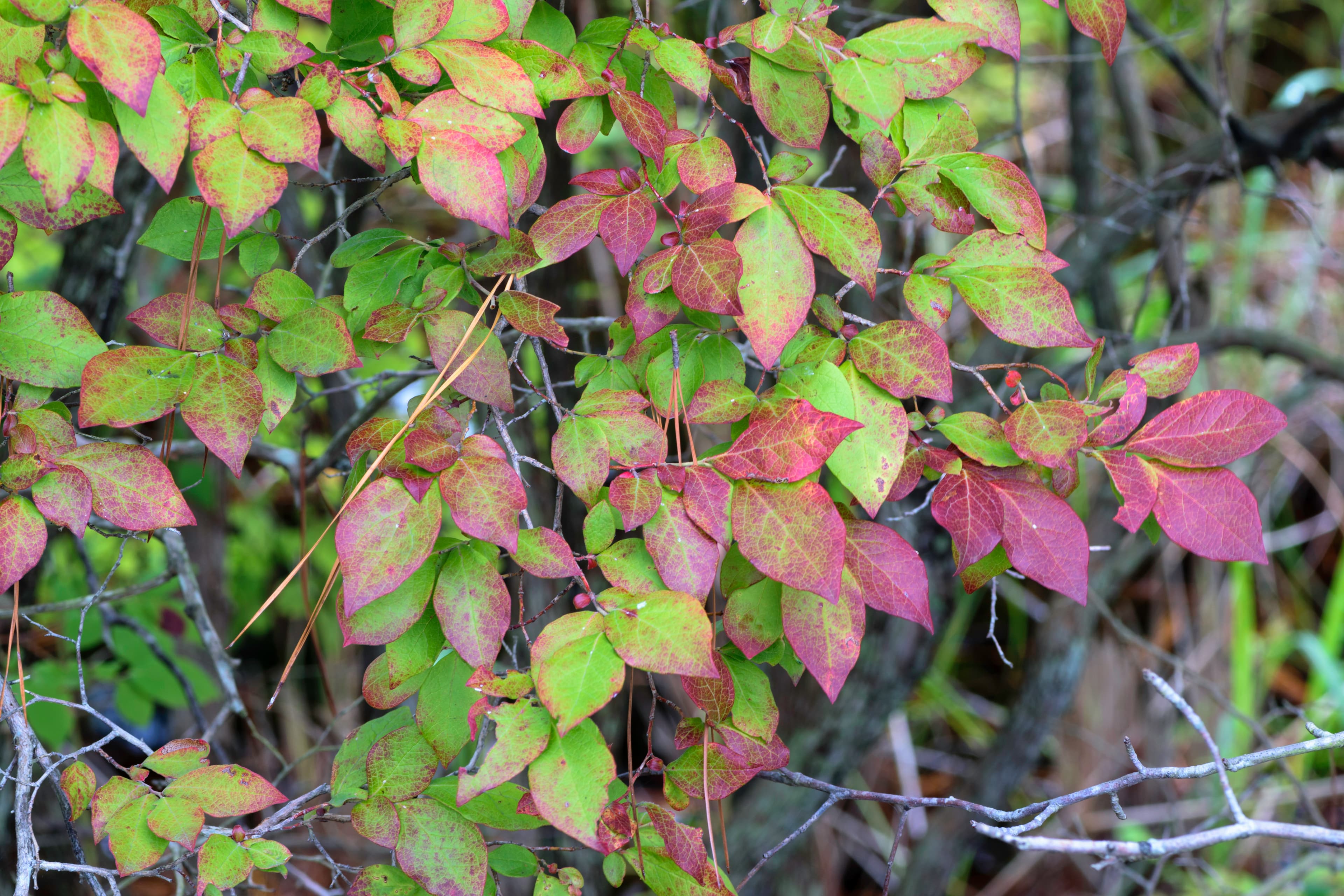 Botanical illustration of Highbush Blueberry