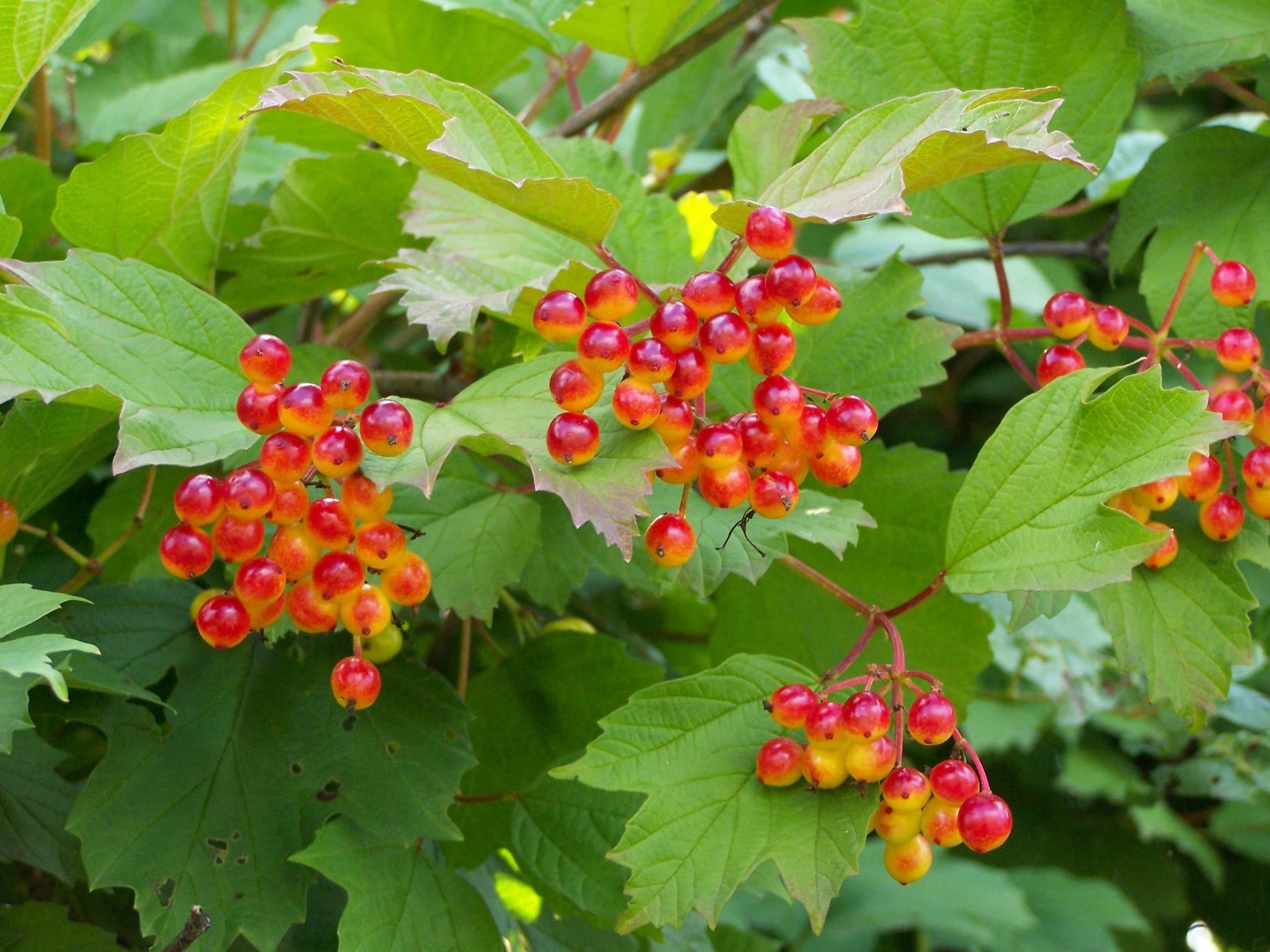 Gallery, European Cranberrybush