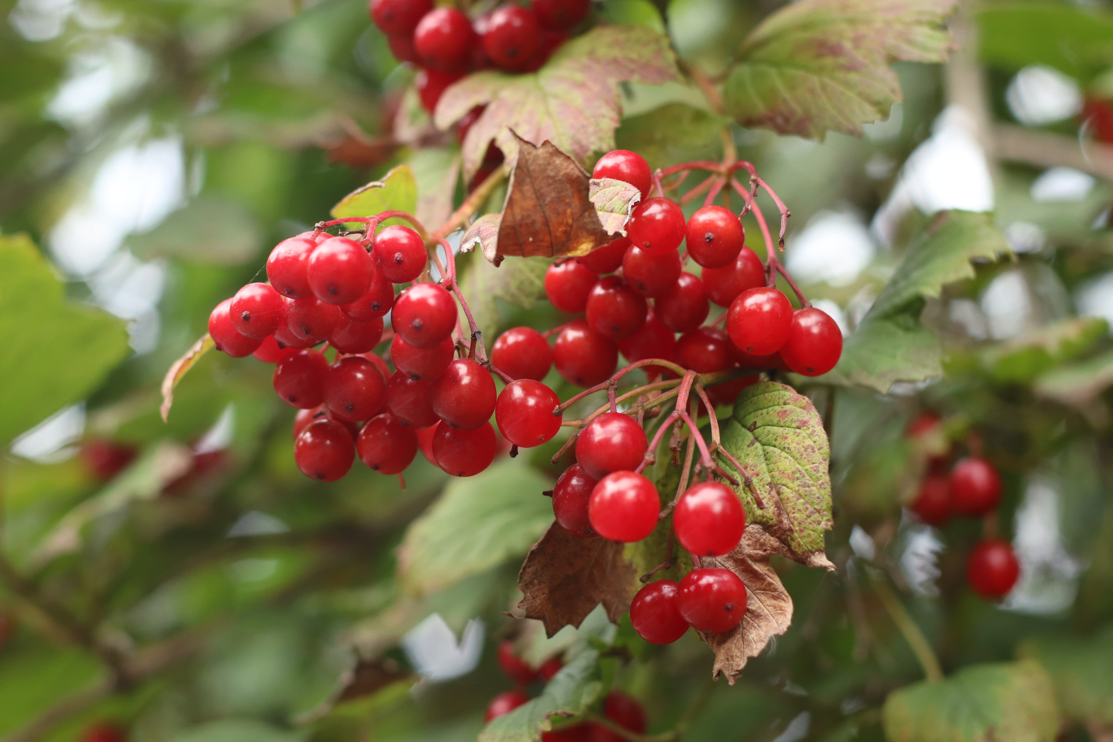 Gallery, European Cranberrybush