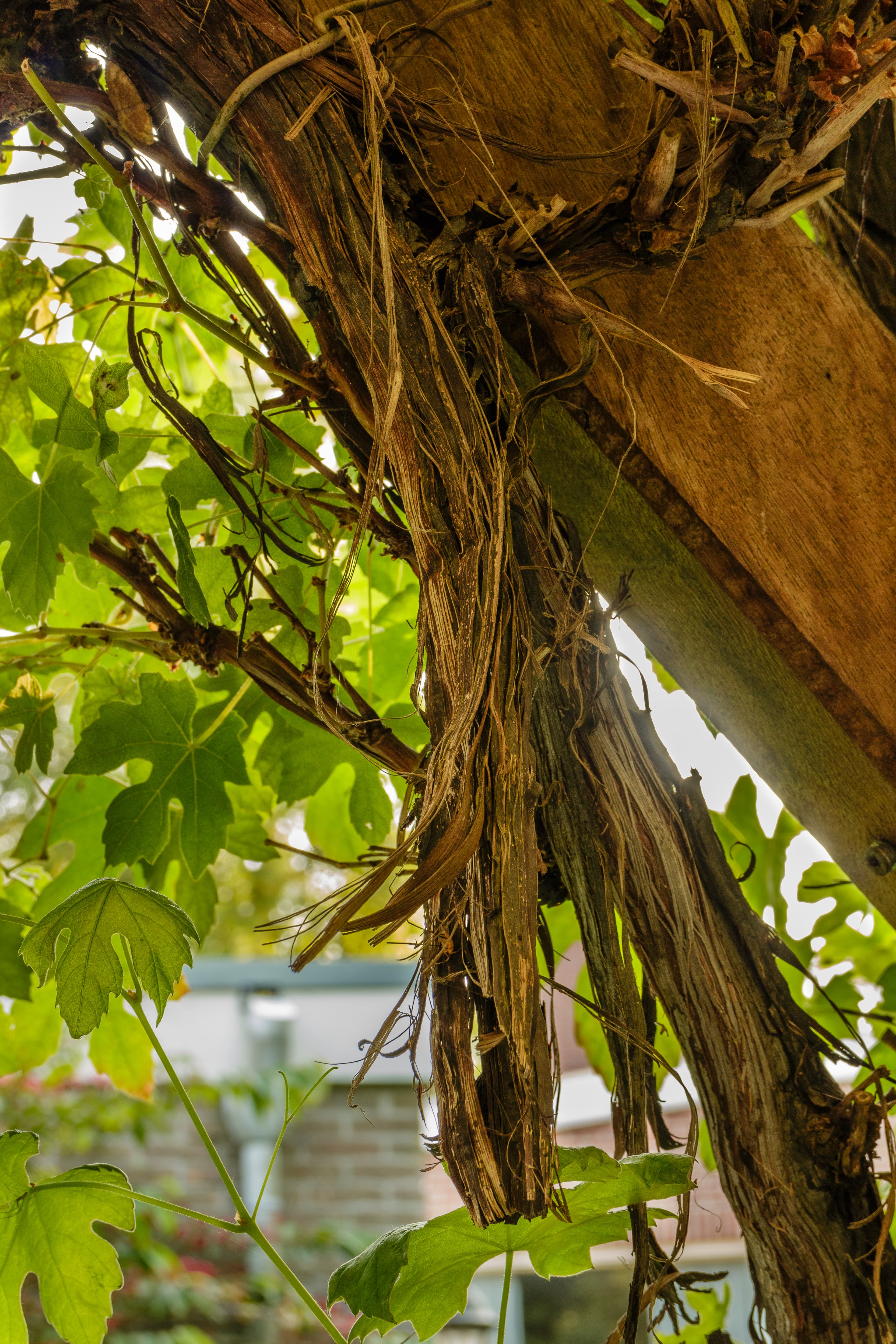 Botanical illustration of Vicia Villosa