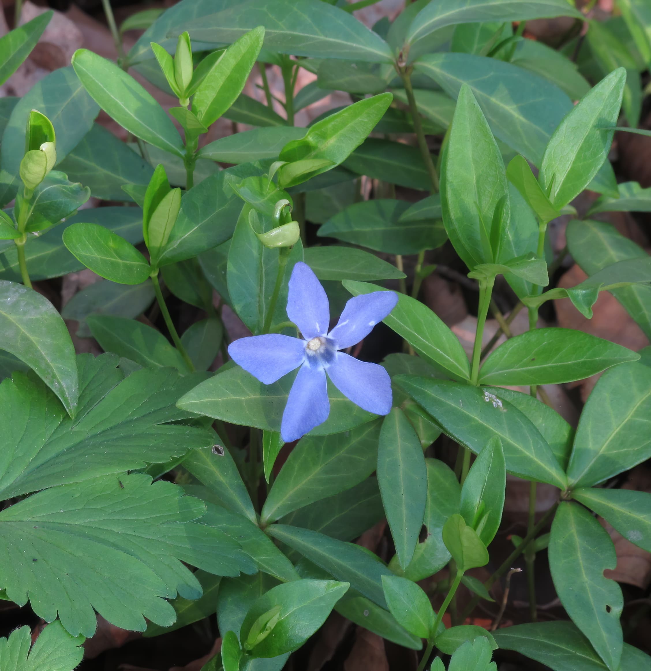 Gallery, Common Periwinkle