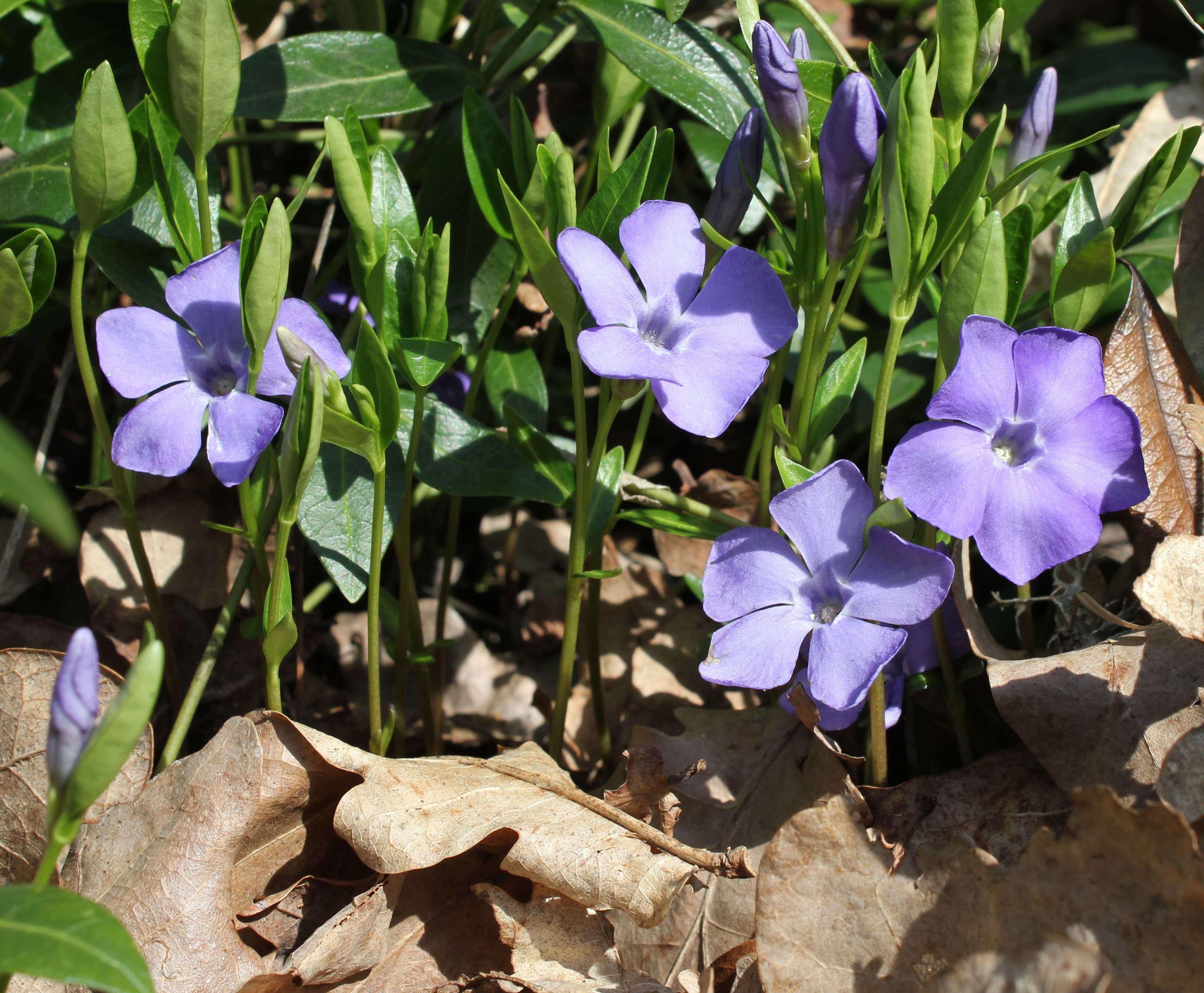 Botanical illustration of Common Periwinkle