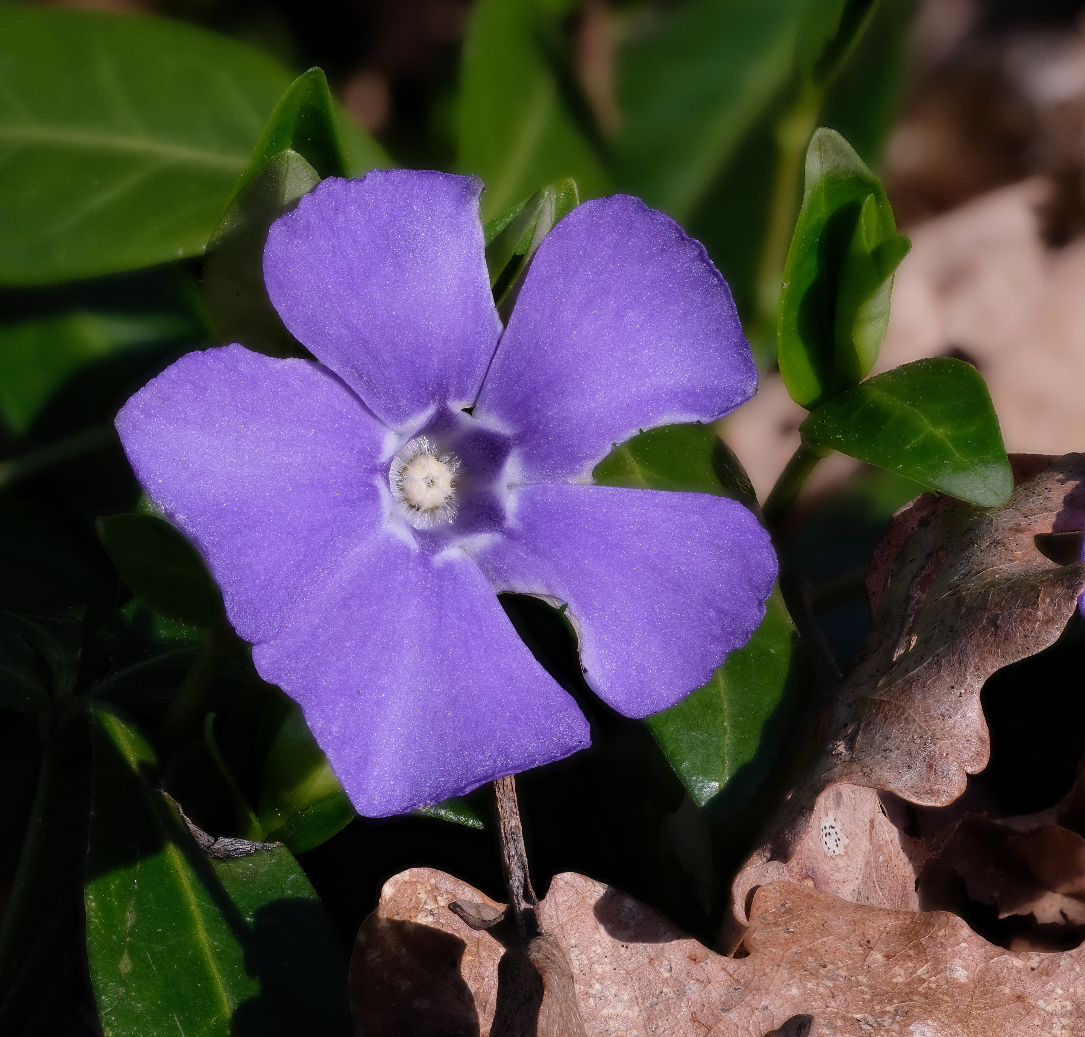 Bloom, Common Periwinkle