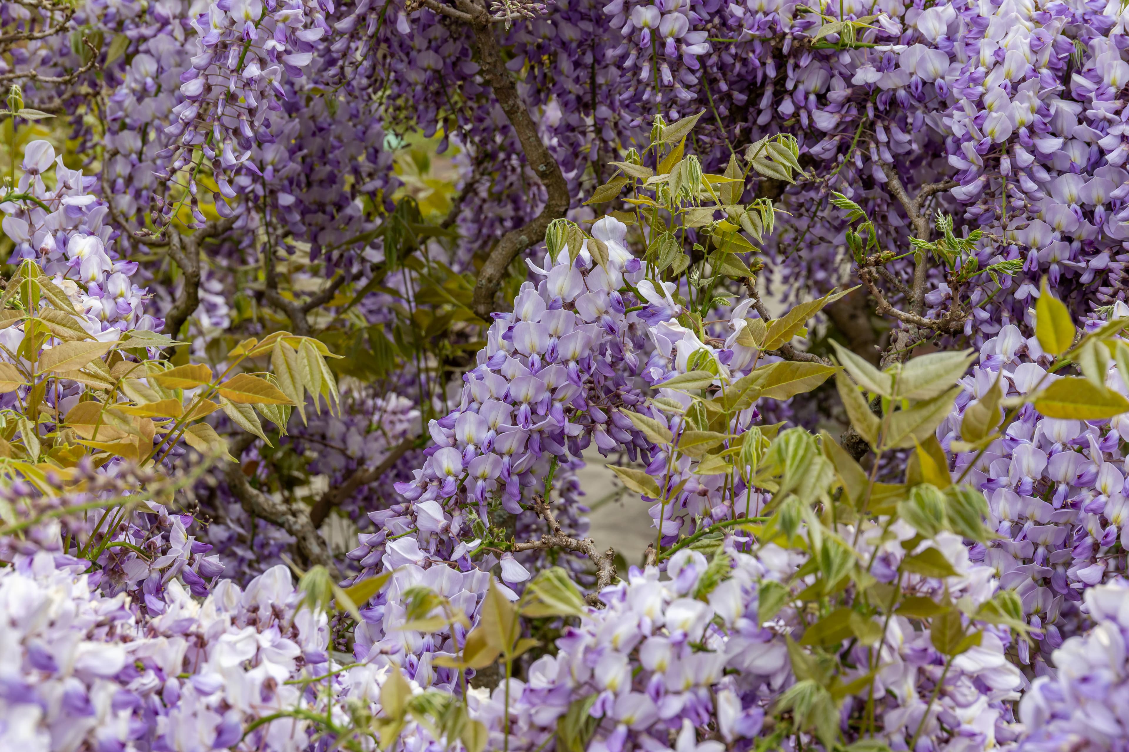 Botanical illustration of Chinese Wisteria