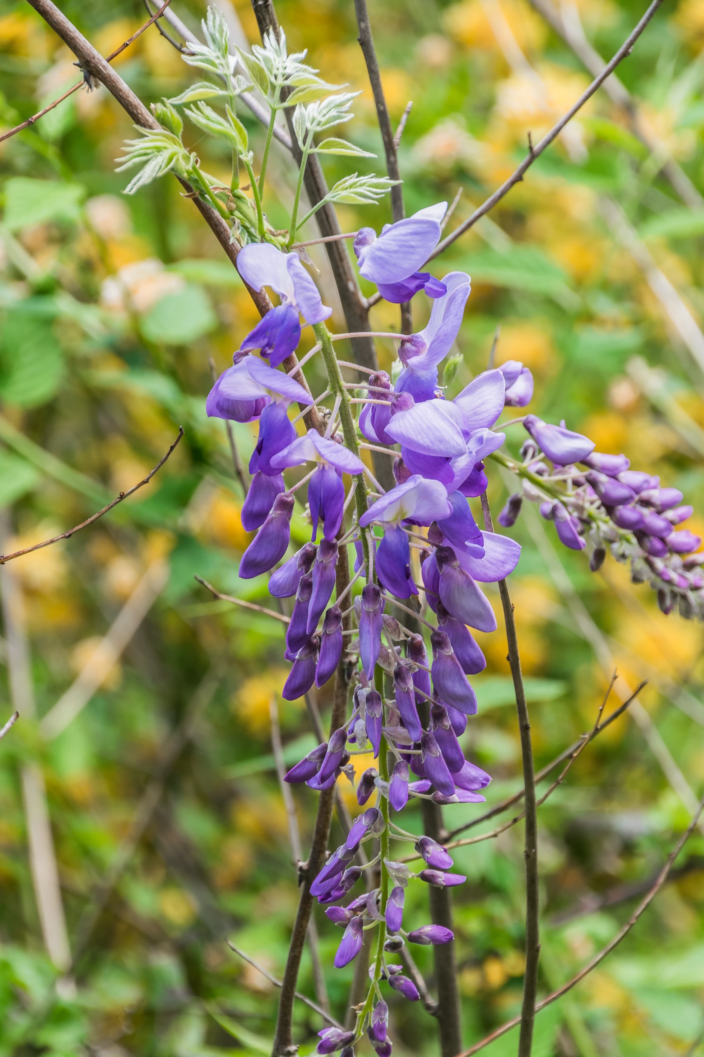 Gallery, Chinese Wisteria