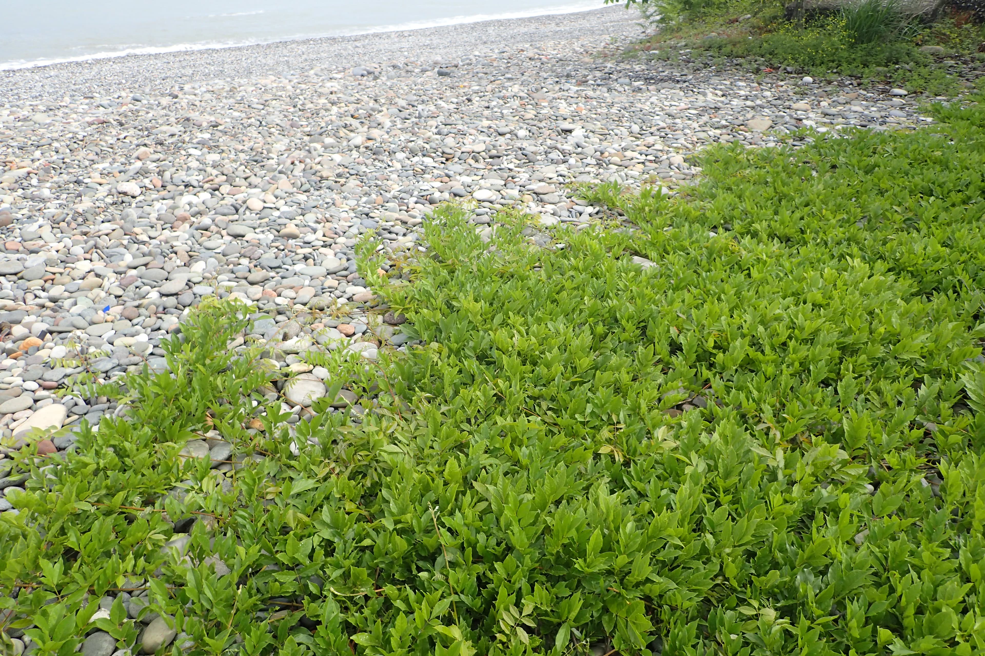 Gallery, Chinese Wisteria