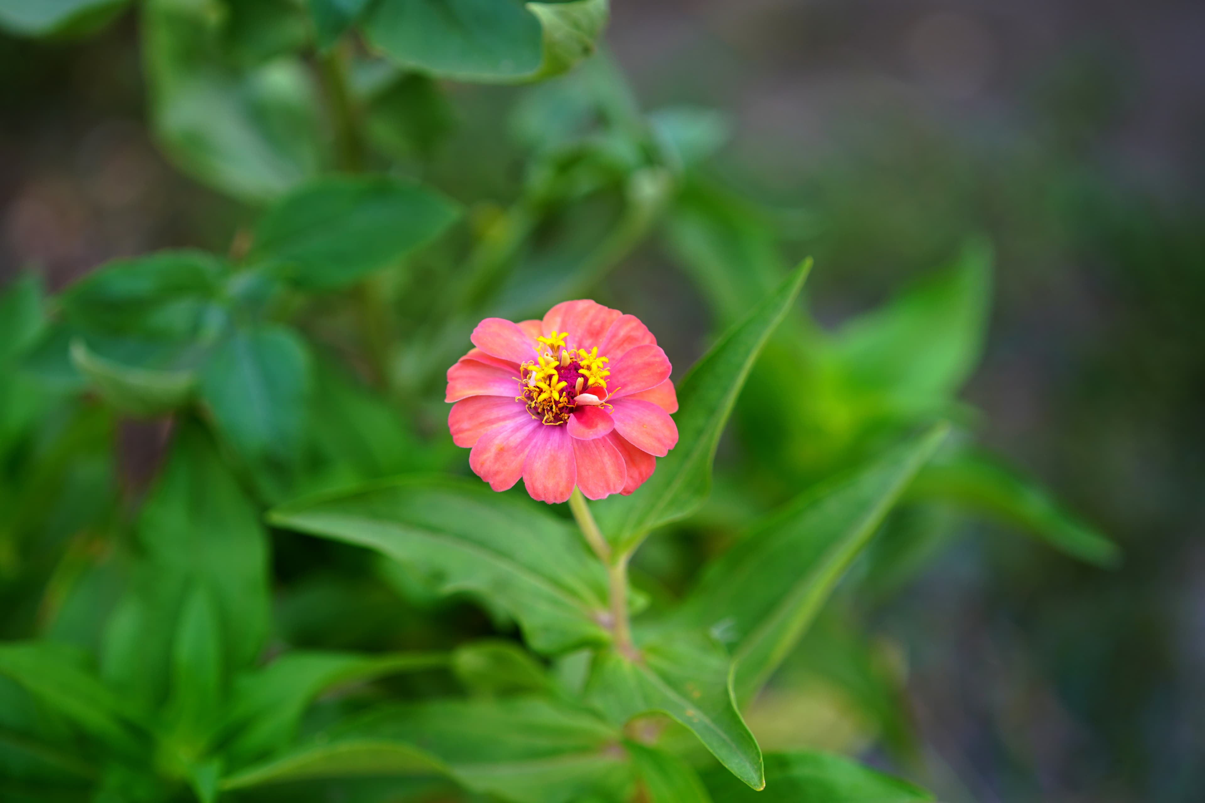 Gallery, Common Zinnia