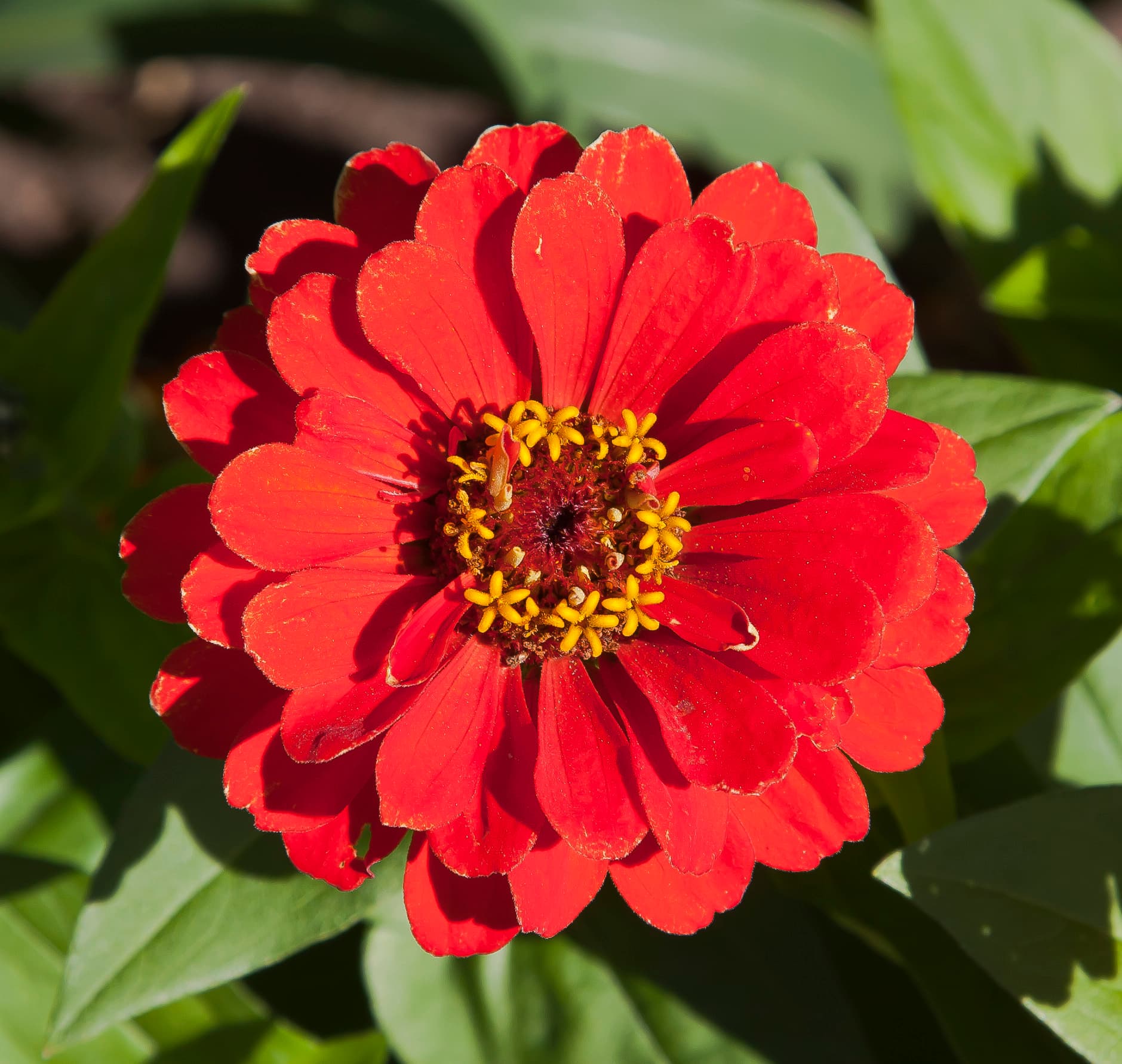 Gallery, Common Zinnia